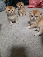 Britse korthaar kitten, Poes, Ontwormd