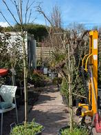 Gouden regens potgekweekt 1x laag 1xhalfstam pst 39.95, Ophalen, Laurier, Struik, 100 tot 250 cm