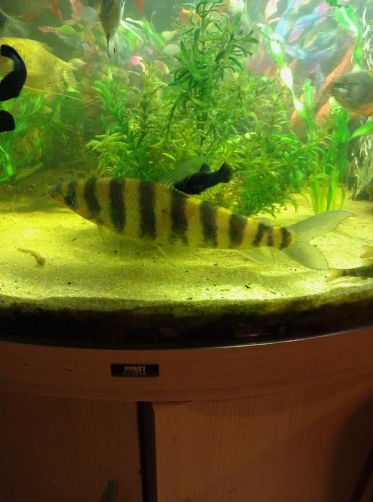 Gezocht tropische vissen, Dieren en Toebehoren, Vis