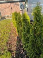 Conifeer boompjes, Ophalen, Conifeer, Haag, 100 tot 250 cm