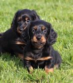 Teckel pups black & tan langhaar, Dieren en Toebehoren, Parvo, België, Reu, 8 tot 15 weken