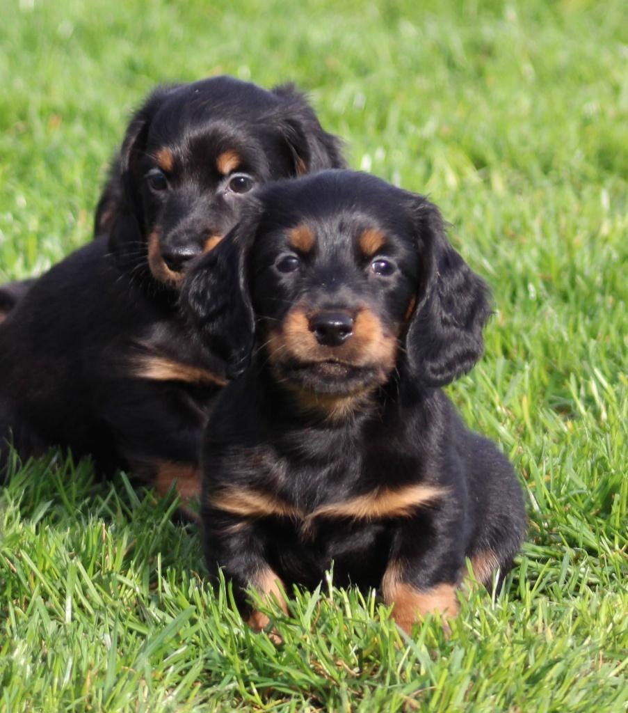 Teckel pups black & tan langhaar, Parvo, België, Reu, 8 tot 15 weken
