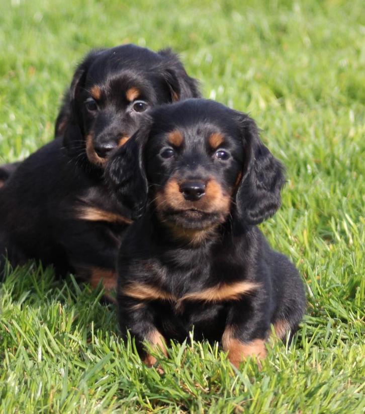 Teckel pups black & tan langhaar, Dieren en Toebehoren, Honden | Teckels en Dashonden, Reu, Langhaar, Dwerg, Fokker | Professioneel