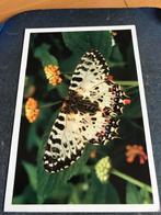 Vlinders, Ophalen of Verzenden, Voor 1920, Ongelopen, Overige soorten