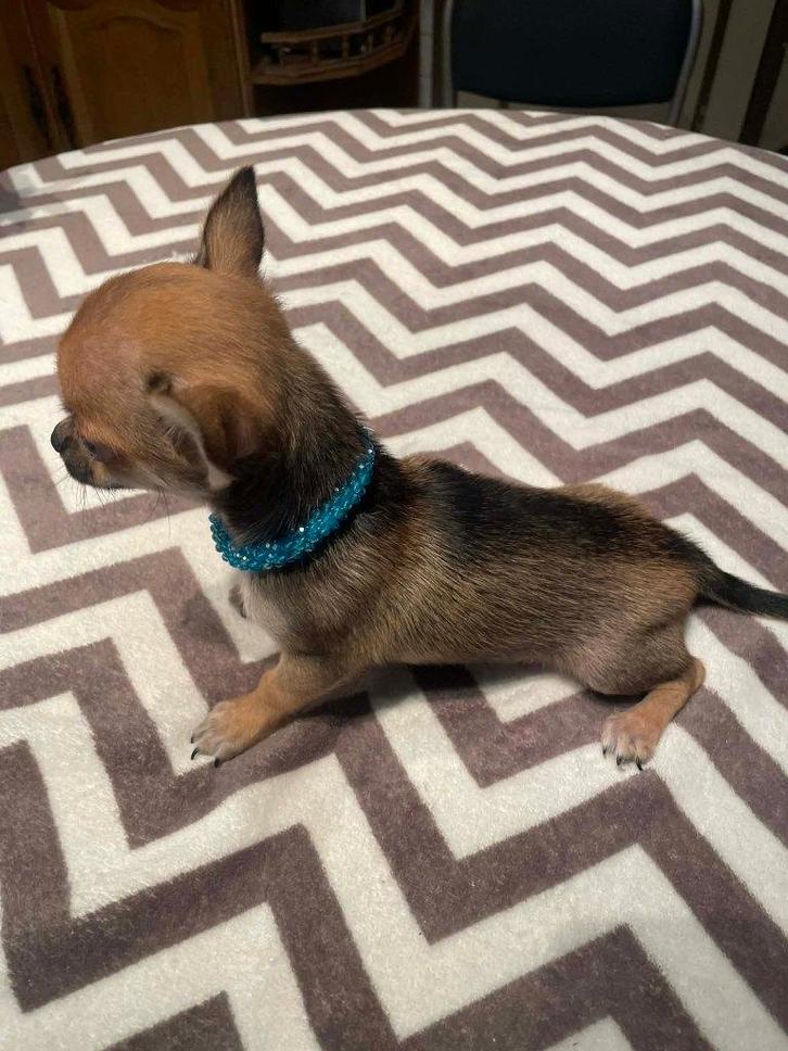 Chihuahua-pups zeer mooi mini raszuiver zeer mooi kleintjes, Dieren en Toebehoren, Honden | Chihuahua's en Gezelschapshonden, Meerdere dieren