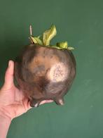 Hoya carnosa krimson princess in pot, Huis en Inrichting, Kamerplanten, Ophalen of Verzenden