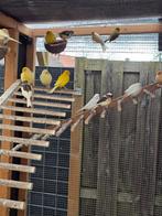 15 stuks kanarie man pop, Dieren en Toebehoren, Vogels | Kanaries, Meerdere dieren, Kleurkanarie