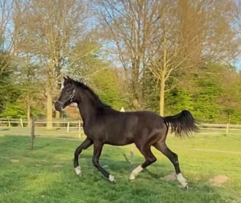 Chique 2jr. Dressuur merrie, Dieren en Toebehoren, Merrie, Met stamboom, Niet van toepassing, Dressuurpaard