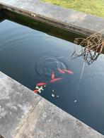 Een aantal goudvissen en drie grote koikarpers, Karper of Koi