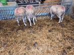 Schapen, Dieren en Toebehoren, Vrouwelijk, Schaap
