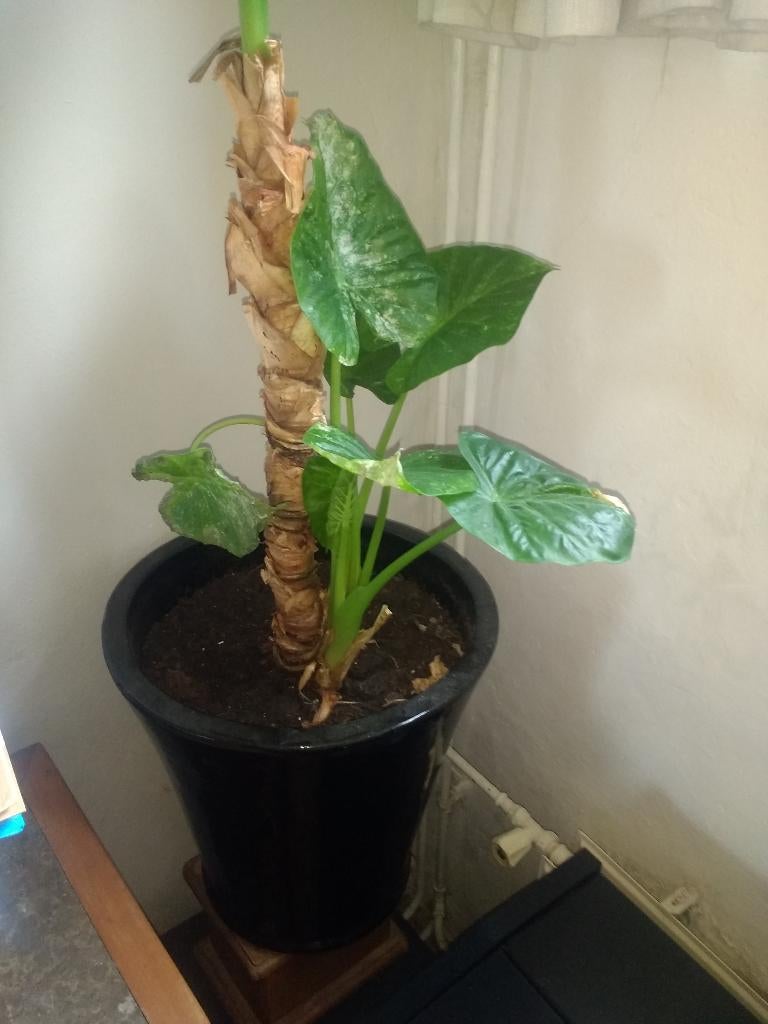 Grote plantenpot met Olifantsoor, Huis en Inrichting, Ophalen, Overige soorten, Halfschaduw, In pot