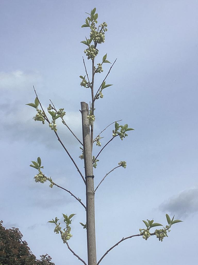 Halesia Carolina sneeuwklokjesboom 285 cm hoog bloeit nu., Ophalen, Halfschaduw, Overige soorten