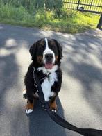 Honden oppas aan huis Ede Lunteren…🐾🐶🐕🦴, Ophalen of Verzenden, Nieuw