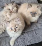 Prachtige lieve siberische / ragdoll kittens te koop!, Meerdere dieren, Ontwormd, 0 tot 2 jaar