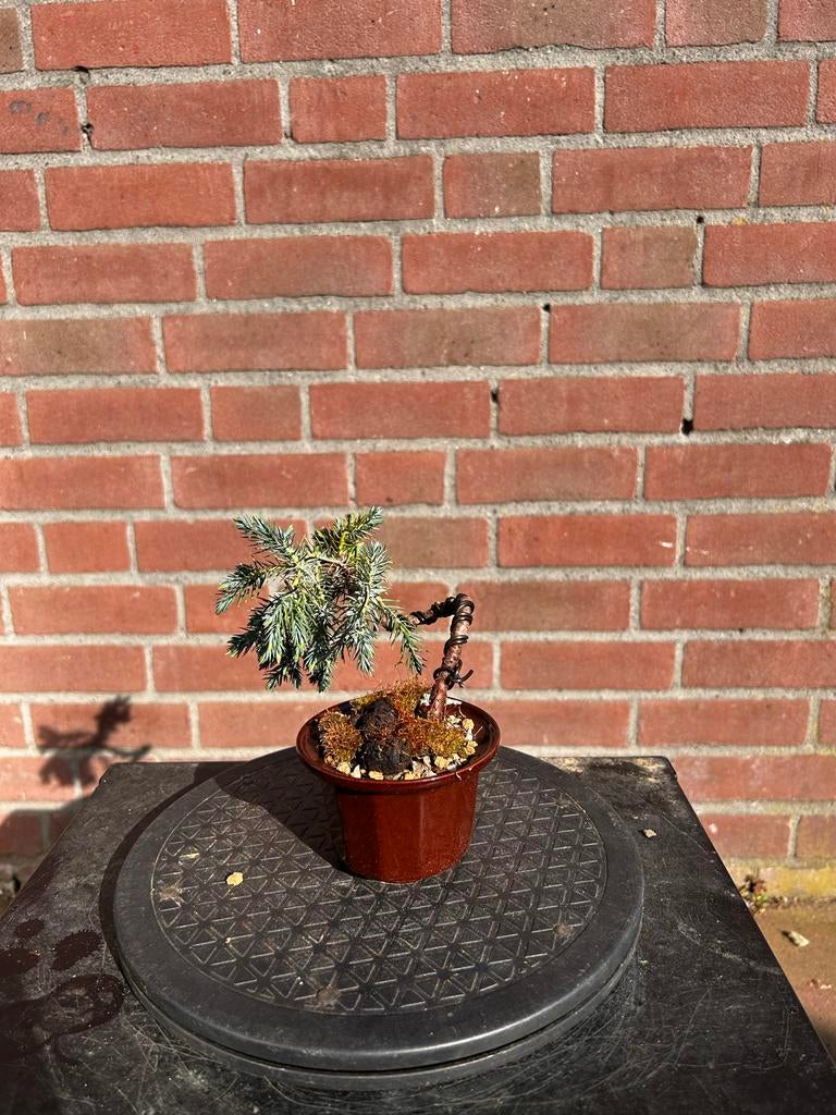 Blauwe conifeer kleine bonsai, Volle zon, Vaste plant, Bloeit niet, Ophalen