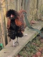 Kuifhoen Padua haan, Mannelijk, Kip