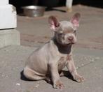 Schitterend Isabel brindle Franse Bulldog pup., Parvo, Reu, 8 tot 15 weken, Bulldog