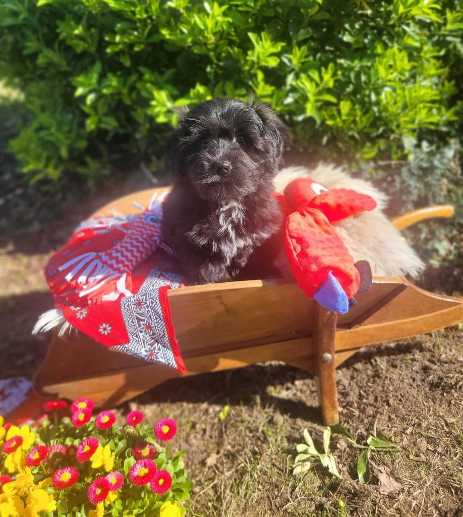 Leuke boomer pups te koop!, Parvo, Overige rassen, 8 tot 15 weken, Meerdere