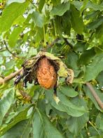 Juglans regia 'Lange van Lod', walnoten zo groot als eieren!, Lente, Ophalen of Verzenden, Walnotenboom, Halfschaduw