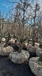 Conference Handpeer Perenboom 38 jaar oud, Ophalen, 250 tot 400 cm, Perenboom, Lente