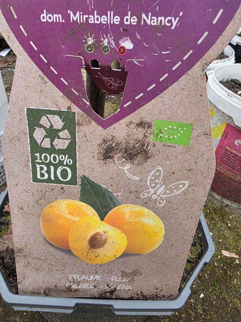 gele pruimenboom, Tuin en Terras, Planten | Fruitbomen, Ophalen, Minder dan 100 cm, Overige soorten, Zomer