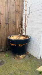 Grote bloempot GRATIS, Ophalen, Kunststof, Gebruikt, Minder dan 60 cm