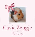 100% Raszuivere, lieve, tamme jonge cavia (Zeugje), Dieren en Toebehoren, Knaagdieren, Vrouwelijk, Tam, Maart, Cavia