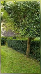 Tuinman/hovenier/tuinhulp gezocht/aangeboden, Diensten en Vakmensen, Tuinmannen en Stratenmakers, Garantie, Tuinonderhoud of Snoeiwerk