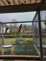 Pennant rosella, Dieren en Toebehoren, Vogels | Parkieten en Papegaaien, Mannelijk, Parkiet