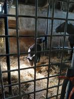 Fles/ leblam te koop, Vrouwelijk, Schaap