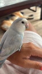 Vermist agaponis dwerg papegaai oosterblokker, Mannelijk, Parkiet