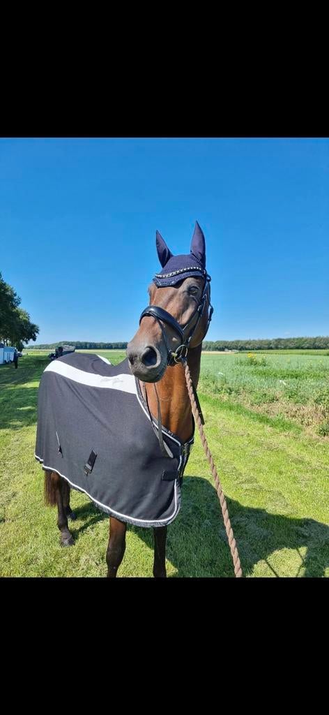 Superlief verzorgpaard aangeboden, Dieren en Toebehoren, Paarden en Pony's | Overige Paardenspullen, Ophalen, Springen