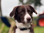Border collie x Friese Stabij, Reu, 1 tot 2 jaar, Collie, Parvo