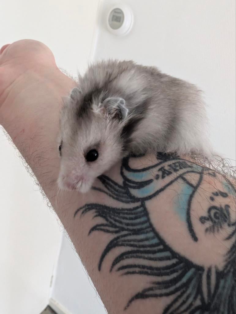Syrian Hamster (Goudhamster), girl, 8 weeks, Hamster, Februari, Vrouwelijk, Tam