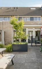 Perenboom, Tuin en Terras, Planten | Bomen, Ophalen, Volle zon, Overige soorten, 250 tot 400 cm