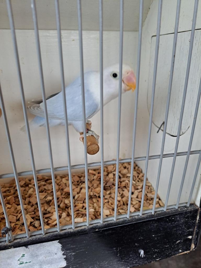 Agapornis Ficheri Opaline   Euwing Blauw Dilute, Geslacht onbekend, Dwergpapegaai of Agapornis