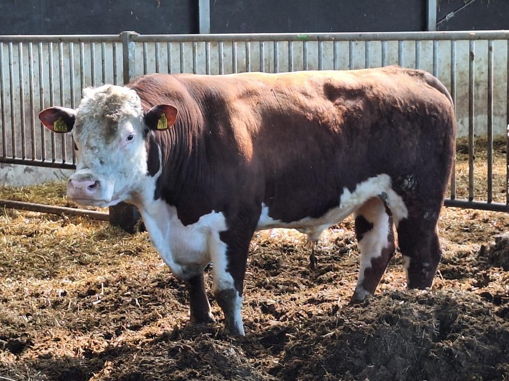 Biologisch gecertificeerde hereford dekstier, Mannelijk