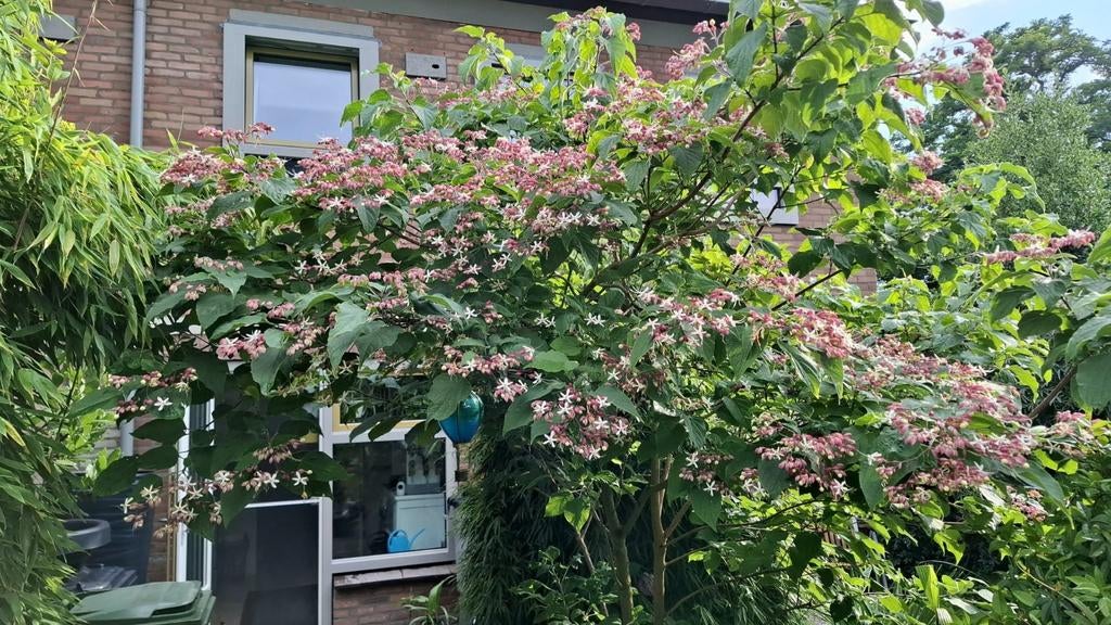 Pindakaasboom, Ophalen, Zomer, Volle zon, Overige soorten