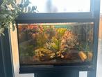 Aquarium met kast, Ophalen, Zo goed als nieuw, Gevuld zoetwateraquarium