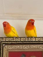 Agapornis roodoog.  Koppel  met kooi, Meerdere dieren, Dwergpapegaai of Agapornis