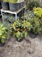 Rhodos flinke planten div  kleuren vol in knop 15,-pst, Vaste plant, Halfschaduw, Zomer, Ophalen