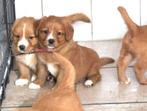Nova scotia duck tolling retriever pups, Nederland, Labrador retriever, Meerdere, Meerdere dieren