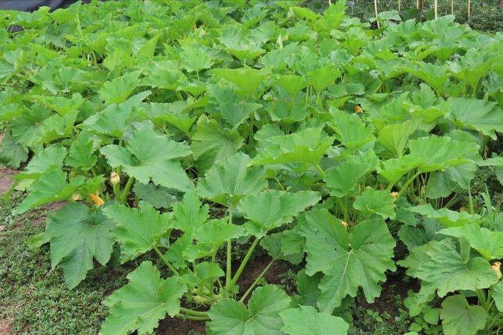 Biologische Groenten van Eigen Bodem (Juni t/m Sept), Tuin en Terras, Planten | Tuinplanten, Ophalen