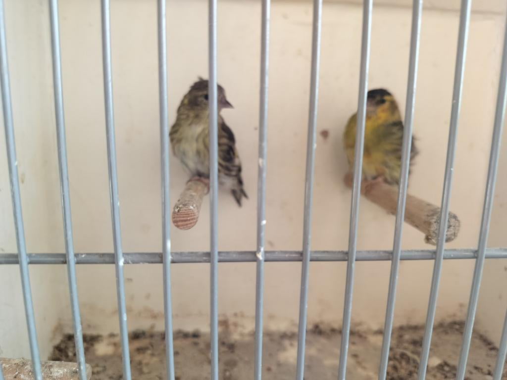 Te koop elzen, Dieren en Toebehoren, Vogels | Kanaries, Meerdere dieren