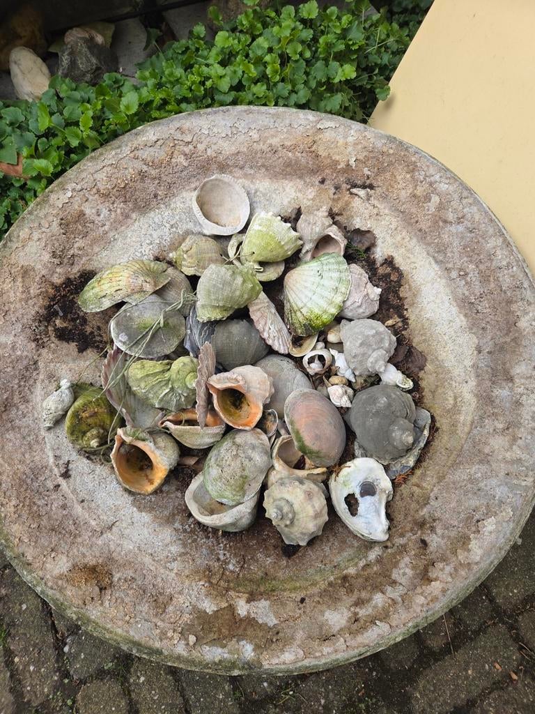 Diverse schelpen GRATIS voor decoratie of hobby, Ophalen, Zo goed als nieuw