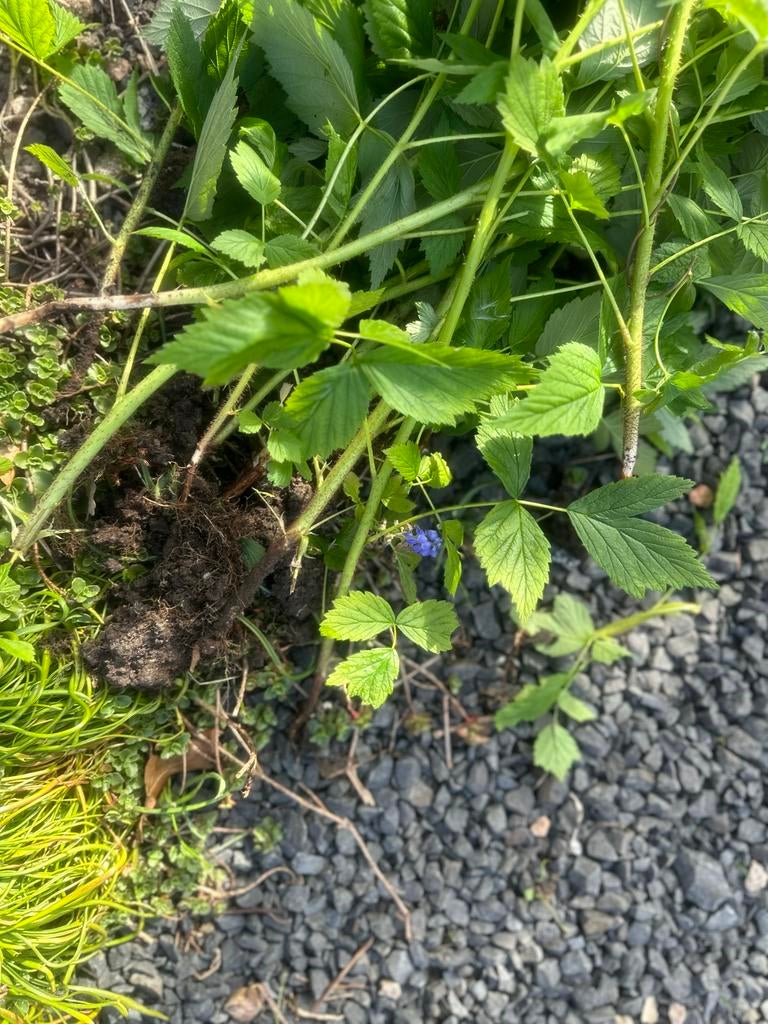 Citrienmelisse onbespoten, Overige soorten, Vaste plant, Ophalen of Verzenden, Halfschaduw