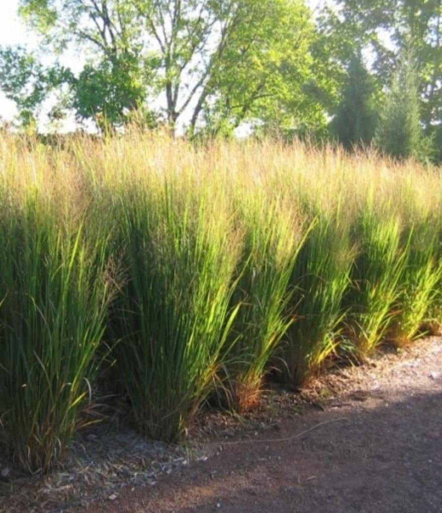GROTE PANICUM NORTHWIND IN KUIP., Ophalen, Volle zon, Vaste plant, Siergrassen