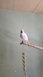 Kakatoe, Dieren en Toebehoren, Vogels | Parkieten en Papegaaien, Mannelijk, Parkiet, Tam