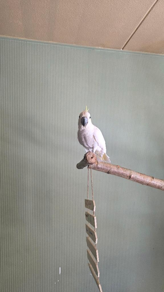 Kakatoe, Dieren en Toebehoren, Vogels | Parkieten en Papegaaien, Parkiet, Mannelijk, Tam