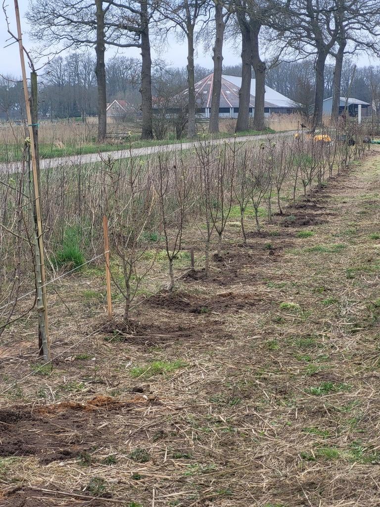 10  perenbomen conference.  Laagstam, Tuin en Terras, Planten | Fruitbomen, Lente, Ophalen